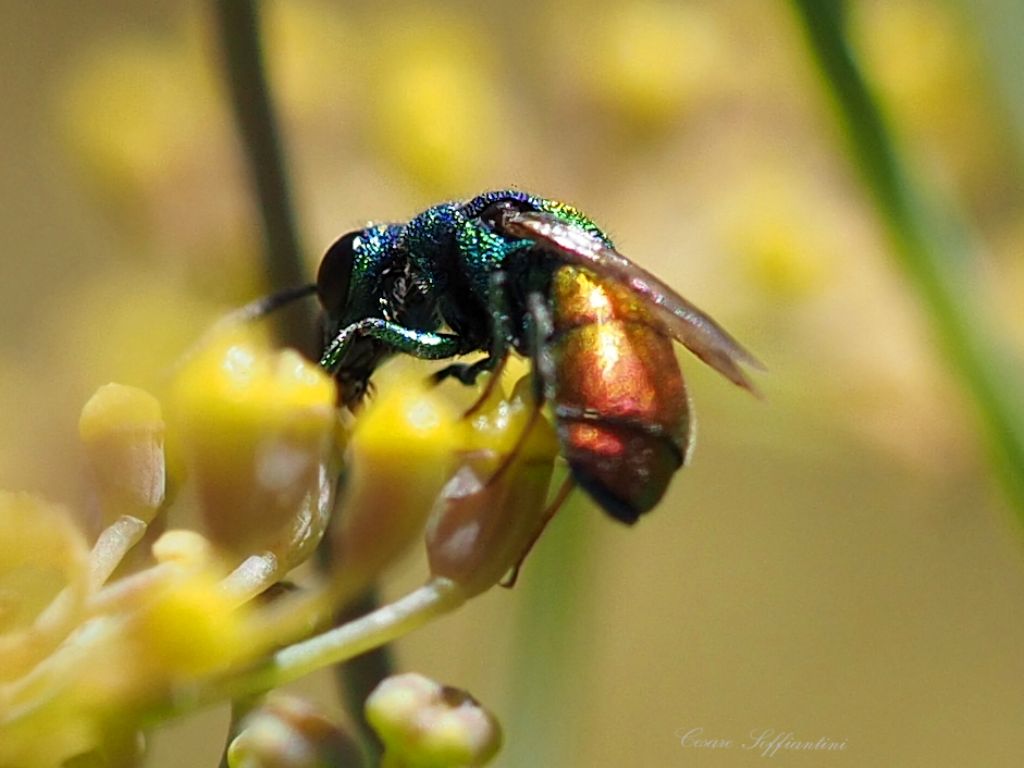 Imenottero da identificare: Chrysis scutellaris